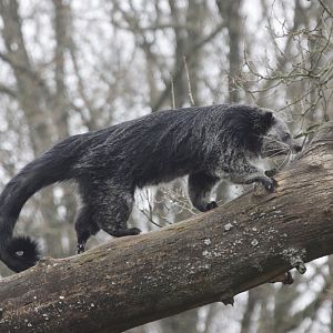 Binturong (Arctictis binturong)