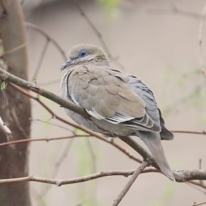 White-winged Dove (Zenaida asiatica)