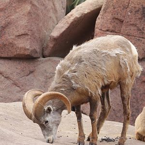 Bighorn Sheep (Ovis canadensis nelsoni)
