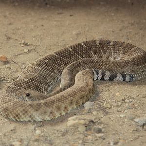 Red Diamond Rattlesnake (Crotalus ruber)