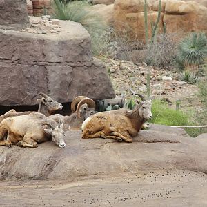 Bighorn Sheeps (Ovis canadensis nelsoni)