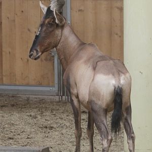 Cape Hartebeest (Alcephalus buselaphus caama)