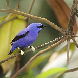 Purple Honeycreeper (Cyanerpes caeruleus) male