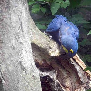 Hyacinth Macaw