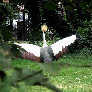 I'm beauty, i'm charming