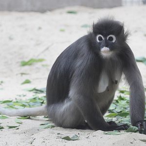 Dusky Leaf-monkey (Trachypithecus obscurus)