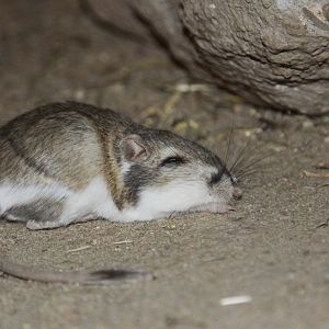 Kangaroo Rat (Dipodomys merriami)