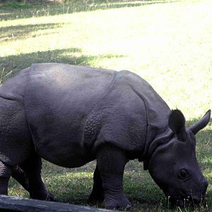 Biggest star in the Warsaw Zoo 2013