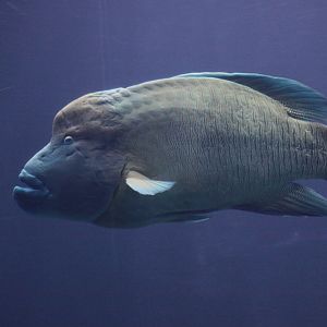Humpback Wrasse (Cheilinus undulatus)
