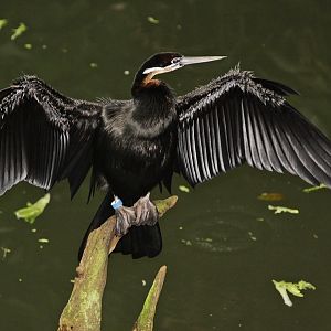 African darter (Anhinga rufa)