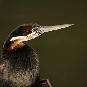 African darter (Anhinga rufa)