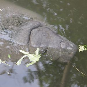 West Indian Manatee (Trichechus manatus manatus)