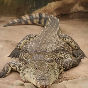 Nile Crocodile @ West Midland Safari Park  15.07.2013