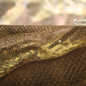 Green Anaconda @ West Midland Safari Park  15.07.2013