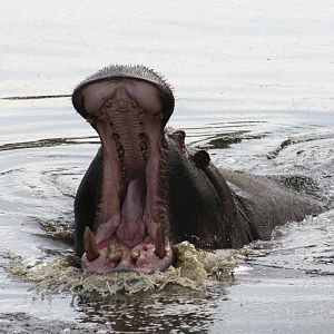 Common Hippo @ West Midland Safari Park  15.07.2013