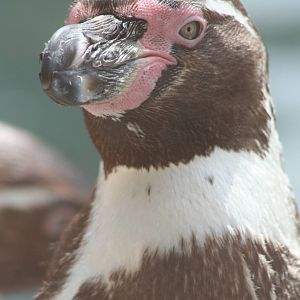 Humboldt Penguin @ West Midland Safari Park  15.07.2013