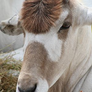 Addax @ West Midland Safari Park  15.07.2013