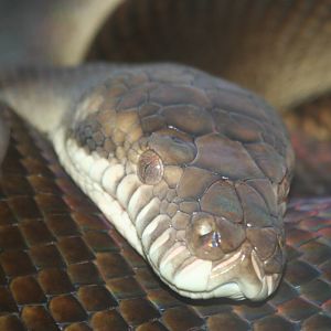 Amethystine Python @ West Midland Safari Park  15.07.2013