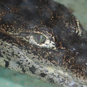 Cuban Crocodile @ West Midland Safari Park  15.07.2013