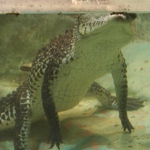 Cuban Crocodile @ West Midland Safari Park  15.07.2013