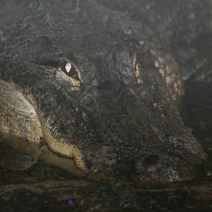 American Alligator @ West Midland Safari Park  15.07.2013