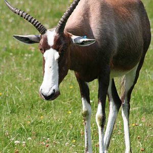 Blesbok @ Knowsley Safari Park  17.07.2013