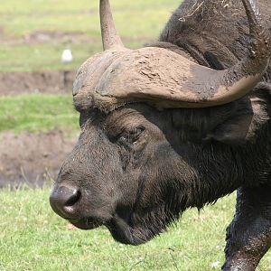 Cape Buffalo @ Knowsley Safari Park  17.07.2013
