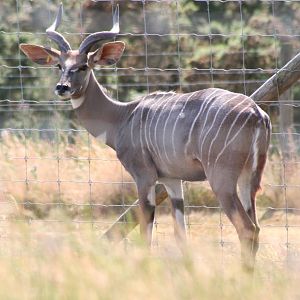 Lesser Kudu @ Knowsley Safari Park  17.07.2013