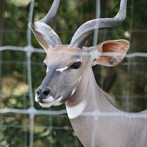 Lesser Kudu @ Knowsley Safari Park  17.07.2013