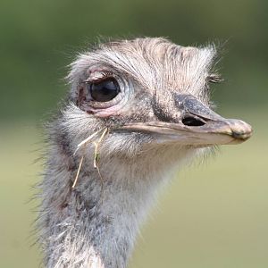 Greater Rhea @ Knowsley Safari Park  17.07.2013