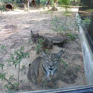 Cara a cara con el lince Iberico, July 2013