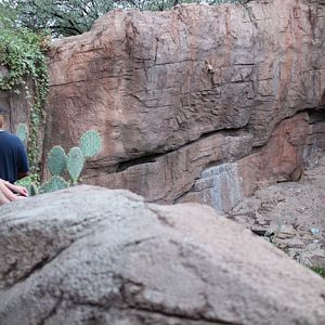 visitors watching puma