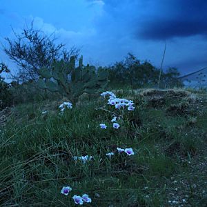 flowers under moonlight