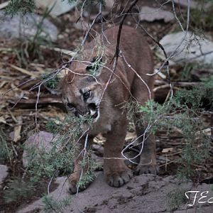 juvenile puma chewing branch