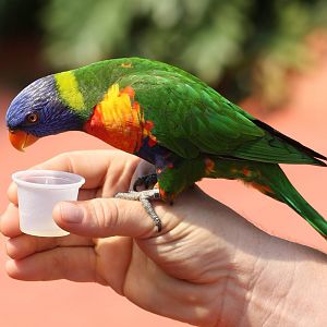 Rainbow lorikeet
