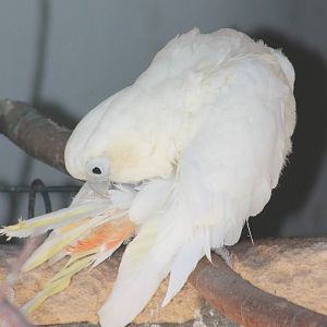 Red-vented cockatoo