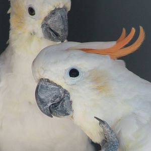 Orange-crested cockatoos