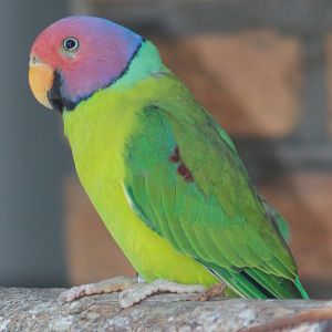 Plum-headed parakeet