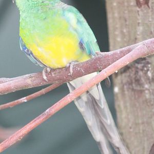 Red-rumped parakeet