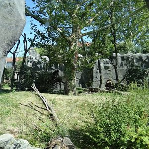 Paddock of Alouatta caraya