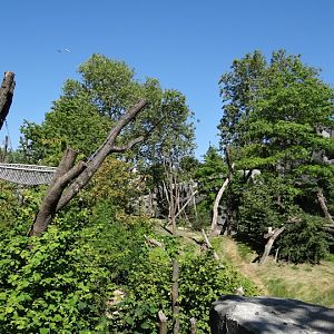 Paddock of Tremarctos ornatus and Alouatta caraya