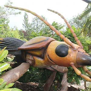Bombardier Beetle Bugs Chester Zoo 2013
