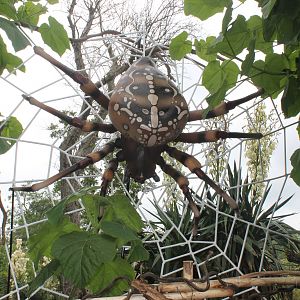 Orb-web Spider Bugs Chester 2013