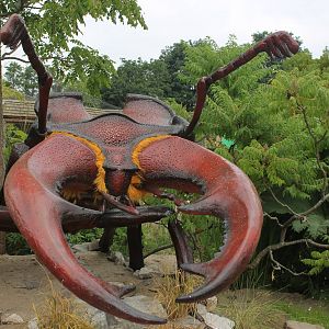 Stag Beetle Bugs Chester Zoo 2013