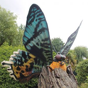 Madagascan Sunset Moth Chester Zoo 2013