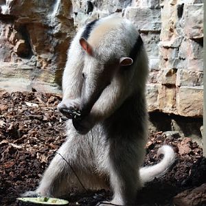 Tamandua tetradactyla