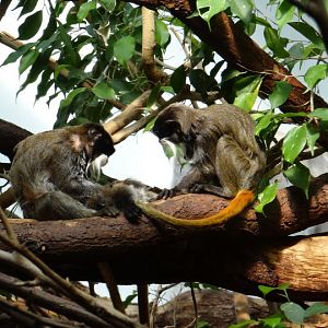 Sagiunus imperator subrisenscens