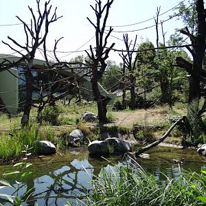 Paddock of Gorilla gorilla gorilla