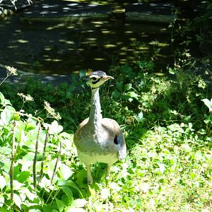 Eupodotis senegalensis