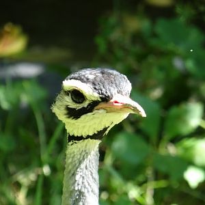 Eupodotis senegalensis